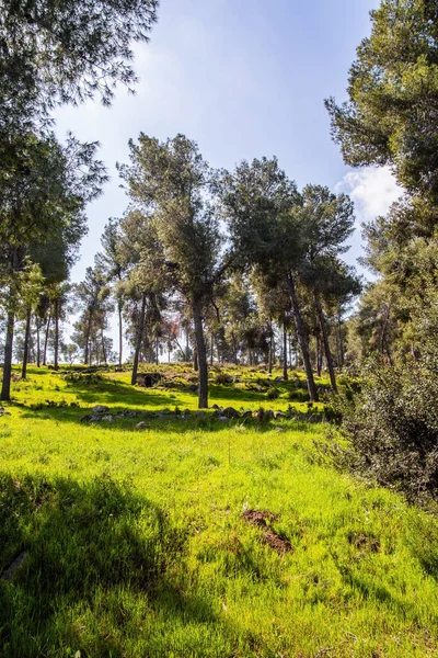 春の緑の世界 イスラエルだ 絵のように美しい松林 背の高い細い松が牧草地で成長します 暖かい晴れ2月の日 — ストック写真