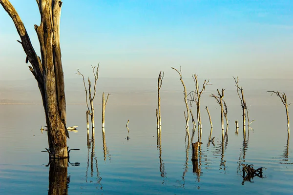 stock image Lake Nakuru National Park. Central Kenya in East Africa. Journey to the exotic country of Kenya. East African Rift Valley. Sunrise