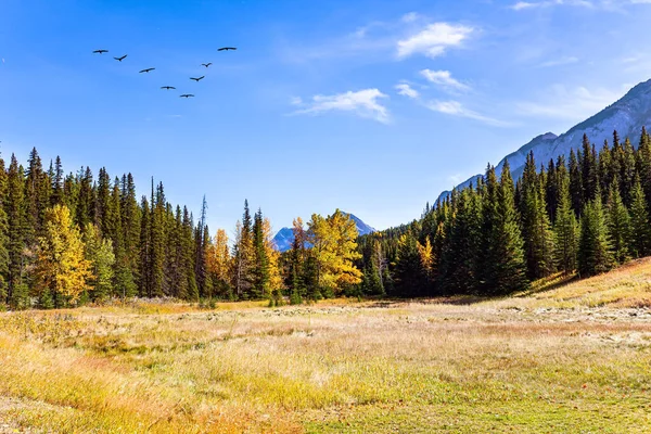 ロッキー山脈のバンフの町の周辺 カナダだ 秋の針葉樹林 インドの夏の晴れた日 空を飛ぶ渡り鳥の群れ — ストック写真