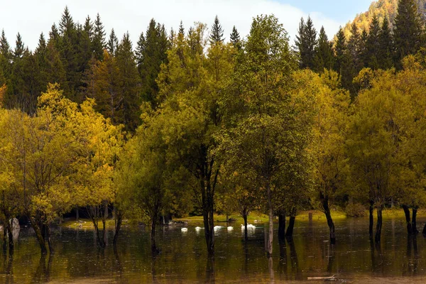 湖中倒映着黄色的树 意大利富兹纳湖上的一对白天鹅 美丽宁静的白云石湖中的湖泊 秋天的绚丽色彩 — 图库照片
