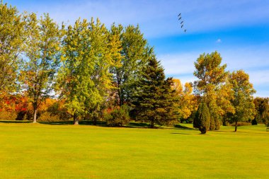Yeşil ve sarı yapraklı ağaçlar. Göçmen kuş sürüsü sıcak topraklara uçar. Parlak sonbahar manzarası. Muhteşem yeşil biçilmiş çim. Kanada mı? Montreal 'in Mahallesi. 