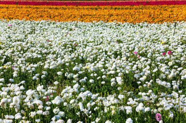 Çok renkli bahçe çiçekleri - ranunculus Güney İsrail 'deki tarlalarda çiçek açar. Resimli büyük çiçek tarlaları. İsrail 'in muhteşem doğası. Bahar mavi gökyüzü ve açık beyaz bulutlar. 
