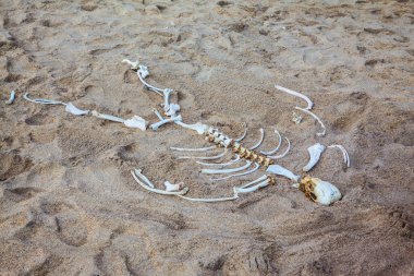  İskelet Sahili Namibya kıyıları ve Namib Çölü 'nün bir parçasıdır. Afrika 'ya egzotik bir yolculuk. Namibya 'da tatiller.