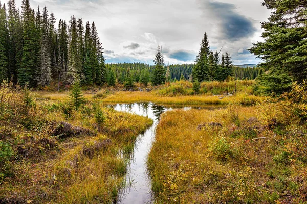 森林中浅湖的窄水渠 去加拿大西部的秋天旅行 平静的湖面映衬着多云的天空和细长的冷杉树 Spruce森林边缘 — 图库照片