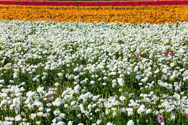 Buttercups Jardin Multicolores Ranunculus Fleurissent Dans Les Champs Dans Sud — Photo