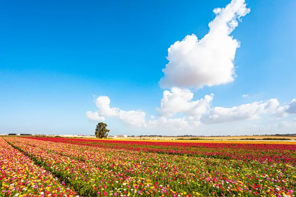 이스라엘의 아름다움 이스라엘 남부의 밭에서는 색상의 미나리아재비가 피운다 꽃들로 꽃들의 — 스톡 사진