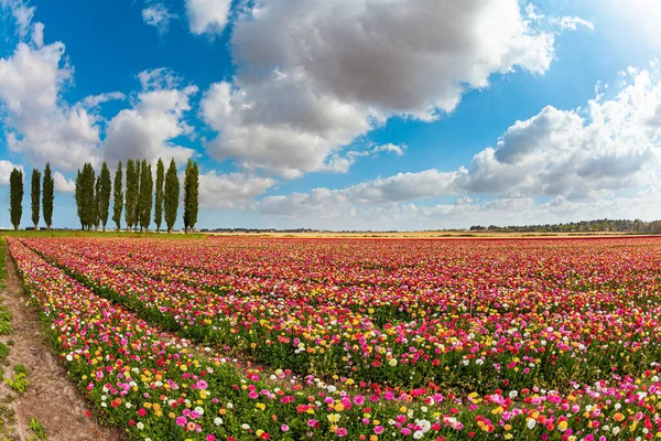 Wielokolorowe Jaskry Ogrodowe Kwitną Polach Południowego Izraela Wiosna Niebieskie Niebo — Zdjęcie stockowe
