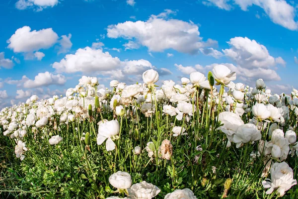 Tapijt Van Prachtige Witte Bloemen Blauwe Lucht Pluizige Wolken Israël — Stockfoto