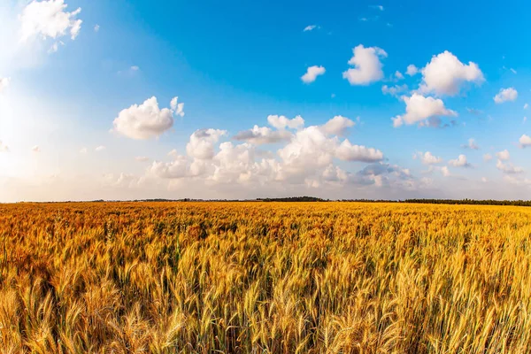 Feld Von Reifem Weizen Israel Sonniger Frühlingstag Kibbuz Süden Israels — Stockfoto