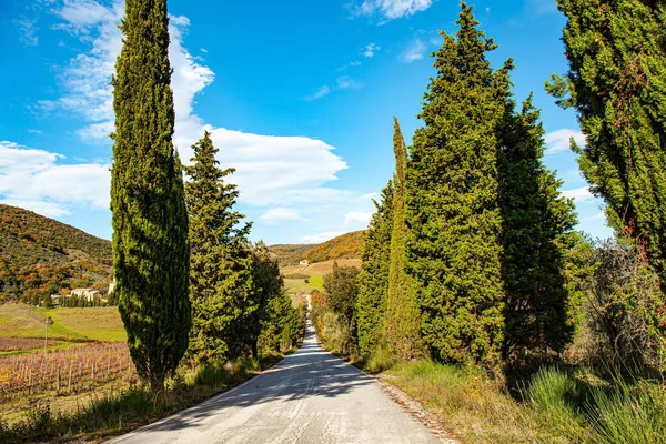 Тоскана Італія Вузькі Кипарисові Дерева Прикрашають Обрамлюють Дороги Чудовий Теплий — стокове фото