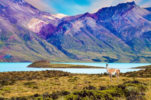 Arjantin Patagonya Guanaco Güney Amerika Yaşayan Vahşi Bir Kambur Devedir — Stok fotoğraf
