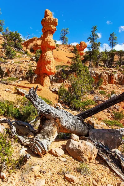 Πιο Δημοφιλή Μονοπάτια Στο Red Canyon Ίχνη Από Καμάρες Στο — Φωτογραφία Αρχείου