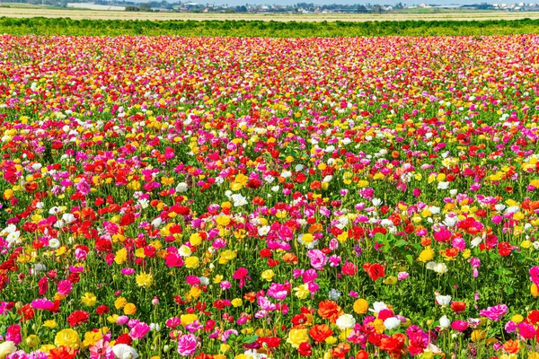 Kibbutzの多色の明るいバターカップ 国の南にイスラエルのKibbutz イスラエルとガザの国境 海外輸出のための豪華な花 — ストック写真