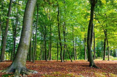  Park Kromlau, Gablenz, Almanya. Rakots Nehri 'nde sıcak bir sonbahar gününde muhteşem gölgeli bir park. Toprak yol ünlü mimari anıta çıkıyor. Şeytan Köprüsü.