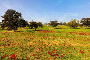 İsrail 'de ilkbahar başlarında. Kırmızı şakayıklar çimlerin üzerinde güzel duruyor. Ülkenin güneyindeki Kibbutz Beeri 'de. Yeşil çimen halısı ve ağaçlarda kabaran tomurcuklar. 