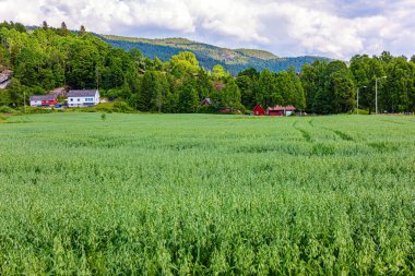 Kilise mezarlığının etrafındaki yeşil tarlalar. Heddal 'daki Stave Kilisesi. Yazın Norveç 'e seyahat et. Kilise avlusundaki antik mezarlık.