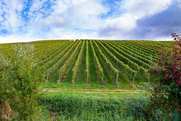 Vinařská Oblast Německa Hladké Řady Vinic Kopcích Rýna Moselle Dokonale — Stock fotografie
