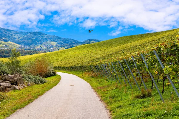 ブドウ畑の間の道路 鷲は丘の上で鳴く 完璧にレベルと手入れの行き届いたブドウ畑 ライン川とモゼルの丘 ドイツのワイン産地 — ストック写真