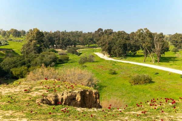 春草绿毯 五彩缤纷的野花 树上发胀的嫩芽 该国南部的Kibbutz Beeri 红色的海葵在草丛中非常棒 以色列 风景土路穿过森林 — 图库照片