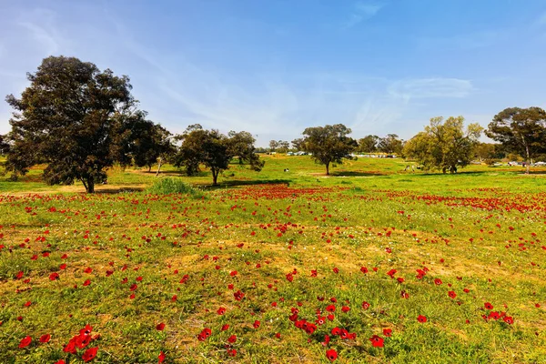 以色列的早春 红色的海葵在草地上很醒目 该国南部的Kibbutz Beeri 春草绿毯和树上膨大的嫩芽 — 图库照片
