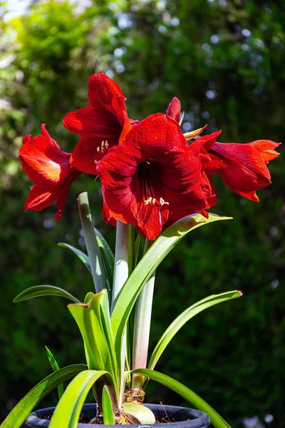 以色列在春天盛开 阳光五月的早晨 盛开的红色大花在阳光下闪闪发光 五彩缤纷的红花盛开在春天的花园里 — 图库照片
