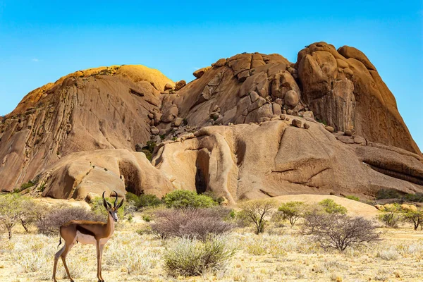 Antílope Springbok Pastoreia Entre Pedras Spitzkoppe Pitoresco Cume Rochoso Deserto — Fotografia de Stock