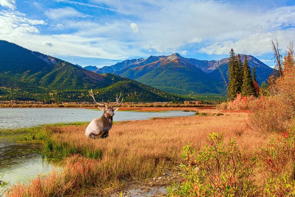 Canadá Montanhas Rochosas Linda Cervo Vermelho Com Chifres Ramificados Está — Fotografia de Stock