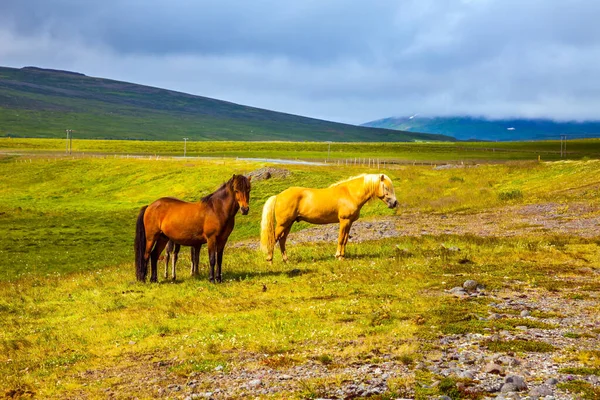 Islanda Una Mandria Cavalli Solo Una Razza Cavalli Vive Islanda — Foto Stock