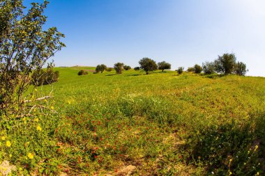 Muhteşem çiçek açan bahar. İsrail 'deki Negev Çölü' nün bahar çiçekleri. Parlak güney güneşinde çiçek tarlaları. Mavi gökyüzü ve ışık bulutları