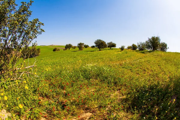 壮大な開花春 イスラエルのネゲヴ砂漠の春の花 明るい南の太陽の下での花のフィールド 青空と光の雲 — ストック写真