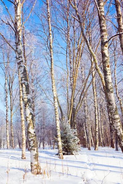 눈에는 나무의 그림자가 선명하게 여름의 여름의 라플란드는 날입니다 북극의 겨울날 — 스톡 사진