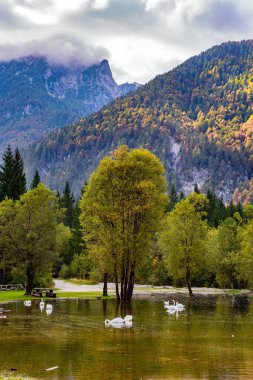 Mersdorf deresi vadisinde resim gibi bir köprü. Almanya 'da geierlay-kablo asma köprüsü. Rüzgarlı ve soğuk bir sonbahar günü