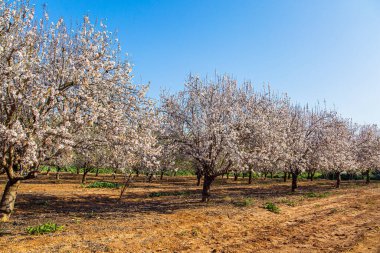 Çiçekli badem ağaçlarının koruluğu. Orta Doğu 'da güzel bir bahar günü. İsrail 'de ilkbahar başlarında. Muhteşem Yahudi bayramı Tu Bishvat.