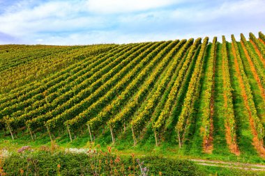 Almanya 'daki üzüm bağları. Ren tepelerindeki en iyi korunan üzüm bağları. Üzüm bağları hasat için bekliyor. Sonbahar güneşi güzel bir üzüm hasadını ısıtır.
