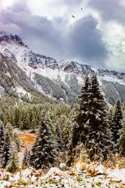 İtalyan Alpleri. Bir çift kartal ormanın üzerinde süzülüyor. Dolomitlerin Passo Rolle 'undaki pitoresk geçitte ıslak toprak yol. Çamlar ve çam ağaçları ilk karla kaplıdır.. 