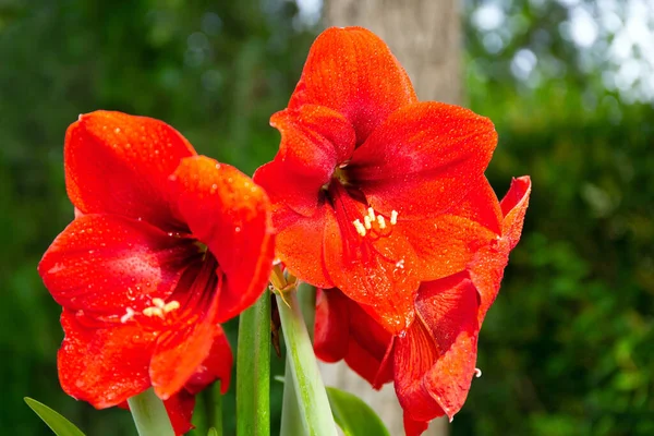 盛开的红色大花在阳光下闪闪发光 五彩缤纷的红花在春天的花园里盛开 阳光五月的早晨 春季的以色列 — 图库照片