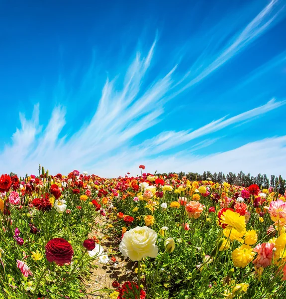 Heldere Prachtige Veelkleurige Tuinboterbloemen Groeien Een Kibboets Veld Met Een — Stockfoto