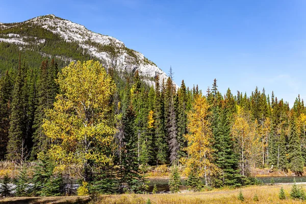 山は鬱蒼としたトウヒの森に覆われている 秋の晴れた日インドの夏 ロッキー山脈のバンフの町の周辺 カナダ — ストック写真