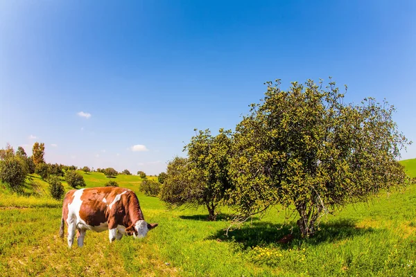 給餌された牛は緑の畑で放牧される 明るい南の太陽の下での花のフィールド 素敵な暖かい日だ イスラエルのネゲヴ砂漠の春の花 — ストック写真