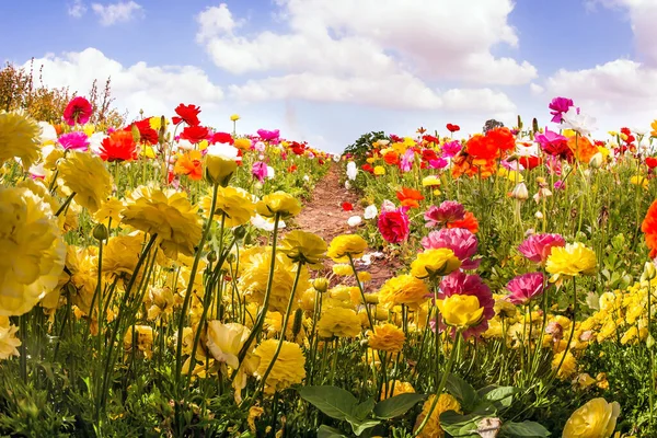 新鮮な花の巨大な花のカーペット イスラエルの壮大な自然 大きな多色のランクラス イスラエル南部のフィールドで ガザとの国境に花を咲かせます — ストック写真