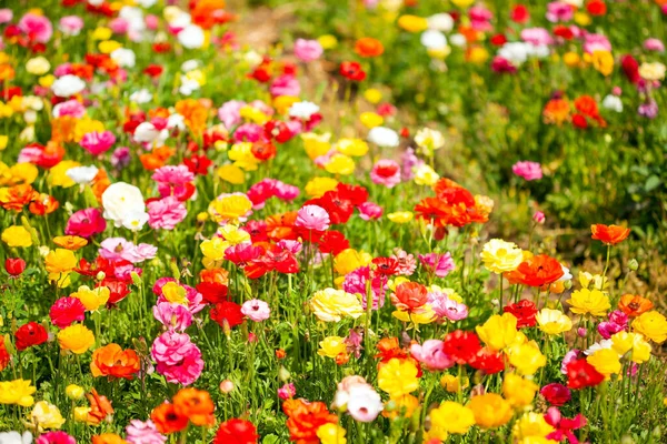 南イスラエルのキブツ 大規模で多色のガーデンバターカップ ランヌクルスがフィールドに咲きます 春の青空と薄い白い雲 イスラエルの壮大な自然 — ストック写真
