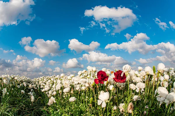 美丽的白色花朵的地毯 大花园蝴蝶的集体农庄已经准备好收割了 春天来了蓝天和蓬松的云彩 以色列 春阳天 — 图库照片