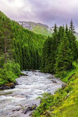 Tüfeklerde sığ akarsu gürültüsü. Roldal 'a giden yol kozalaklı bir ormandan geçiyor. Batı Norveç 'teki manzara manzarası. Avrupa 'nın kuzeyine yaz gezisi. Soğuk gün. 