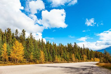 Kanada 'nın Rocky Dağları sonbahar ormanlarıyla kaplıdır. Turuncu, sarı ve kırmızı ağaç yaprakları. Rocky Dağları 'ndaki ünlü otoyol Jasper ve Banff parklarını birbirine bağlar.. 