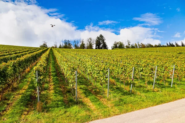 Идеально Ровные Ухоженные Виноградники Винный Регион Германии Гладкие Ряды Виноградников — стоковое фото