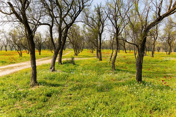 Alfombra Verde Hierba Primaveral Coloridas Flores Silvestres Brotes Hinchados Los —  Fotos de Stock