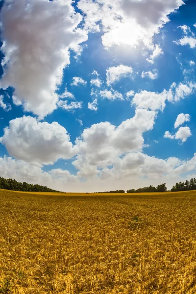 Поле Кибуца После Сбора Урожая Весна Израиле Кибуц Юге Страны — стоковое фото