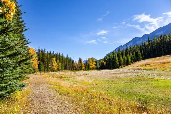 位于落基山脉的班夫镇被包围 加拿大 高山上覆盖着茂密的云杉林 秋天的针叶林 印度夏天阳光明媚 — 图库照片