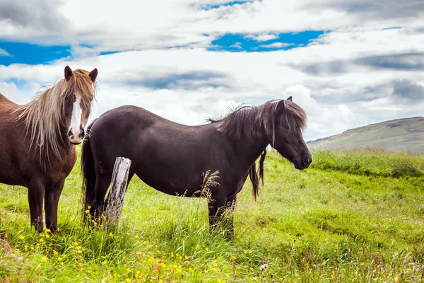 2頭の馬の肖像画 ユニークなアイスランドの品種の美しく優しい馬 アイスランドへの夢の旅 アイスランドのツンドラで黄金の夏の夕日 生態学的 積極的 写真観光の概念 — ストック写真