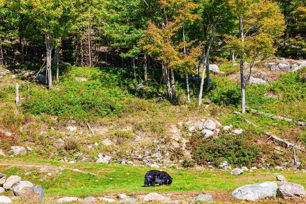 Огромный Черный Медведь Блестящими Волосами Краю Леса Пышная Многоцветная Северная — стоковое фото
